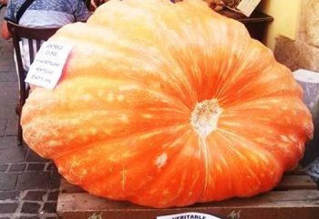 courges antibes aventure france