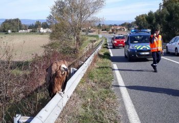 vautour bram autoroute