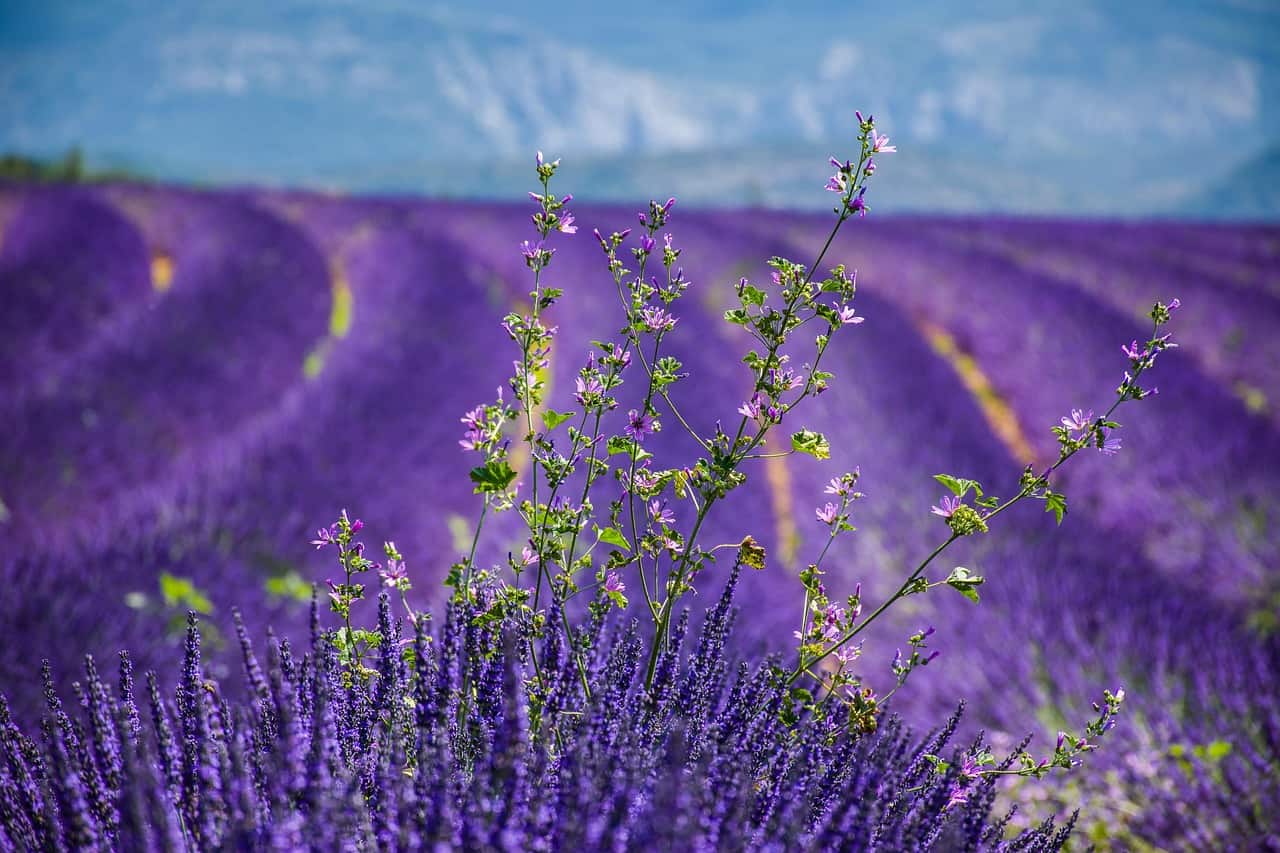 excursion provence