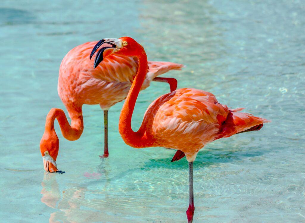 flamant rose aruba