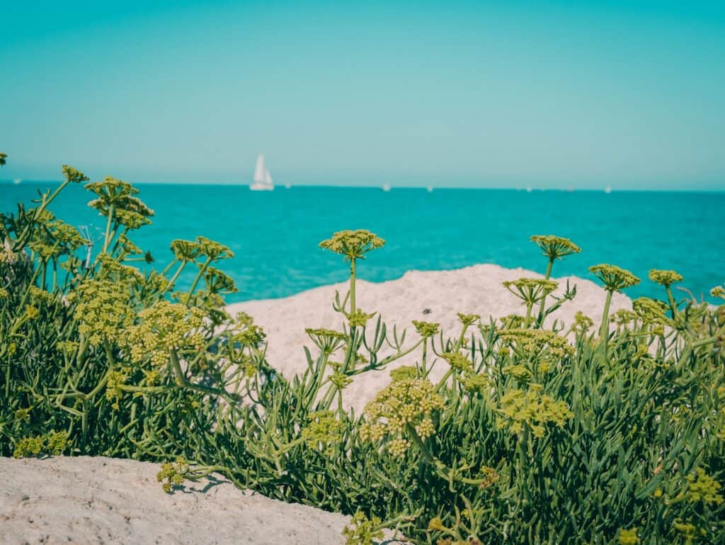 ile de ré plage