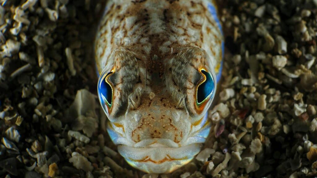 vive vue de face dans le sable