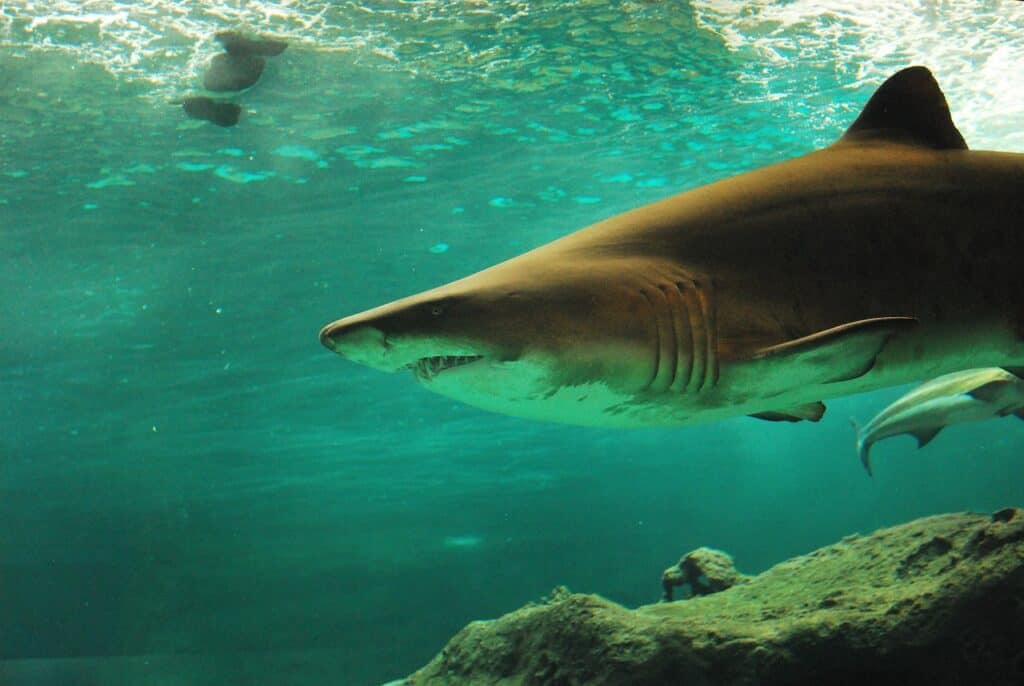 aquarium requin